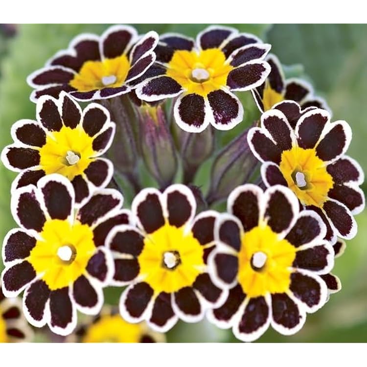 Seeds Evening Primrose Gold Laced - Primula - Perennial Flowers for Planting